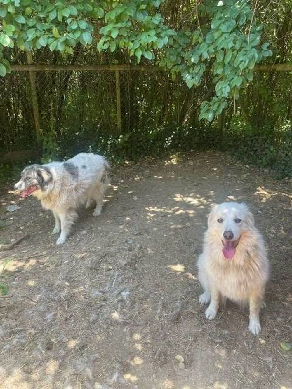   Chiens KIKI et BOUBA à l adoption 