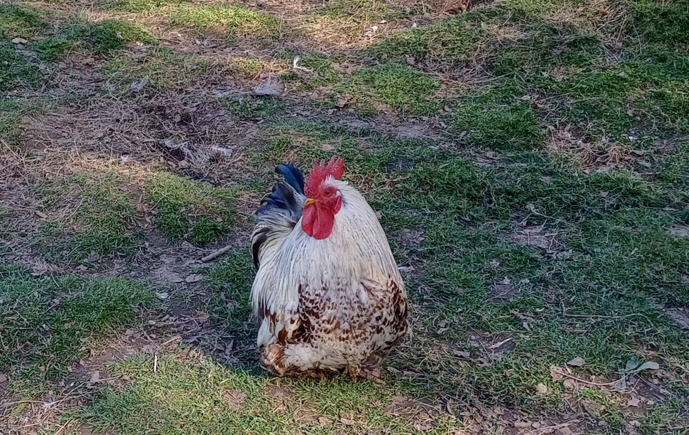   Donne coq pékin pur race  