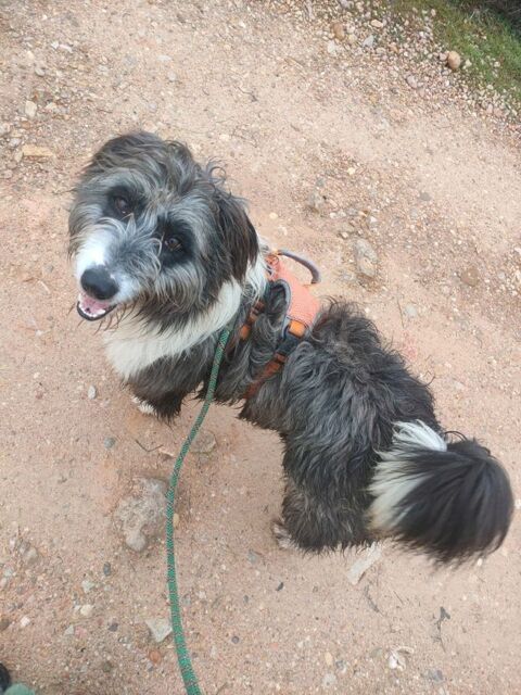 CHOPO 1 an, un Amour de chien ! (OK chat😼) 315 24140 Douville