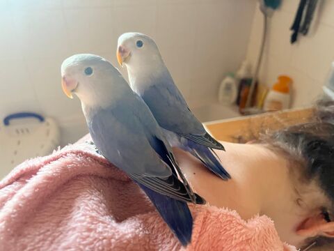 Couple d'ins&eacute;parables 65 82200 Moissac