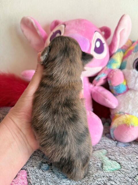 Magnifique chiot chihuahua poil court 850 60400 Noyon
