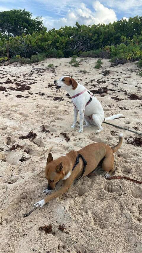 la tendre LUCY 350 78000 Versailles