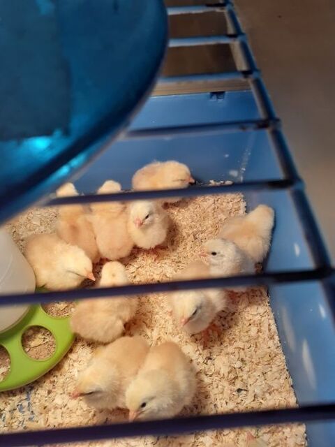 Oeufs à couver de poule Basque 2 27400 Canappeville
