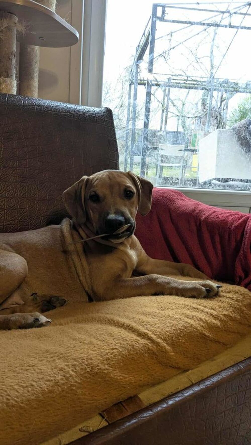   Goliath, le cr�ole ch'ti 