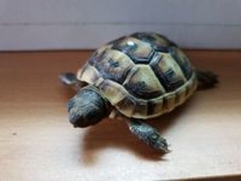   Tortue de terre 