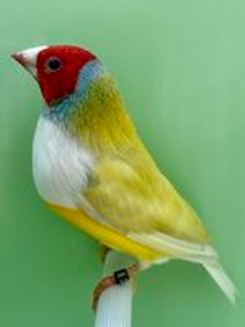   Diamant de Gould pastel 