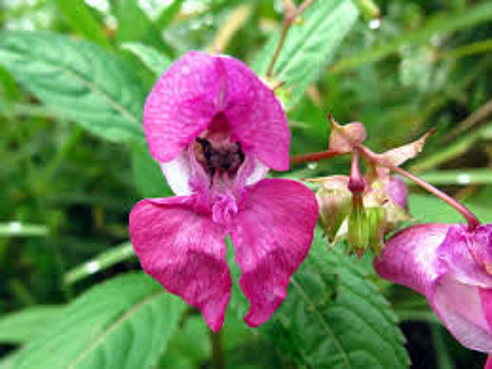 SUBLIME PLANTES A FLEURS non gelives Jardin