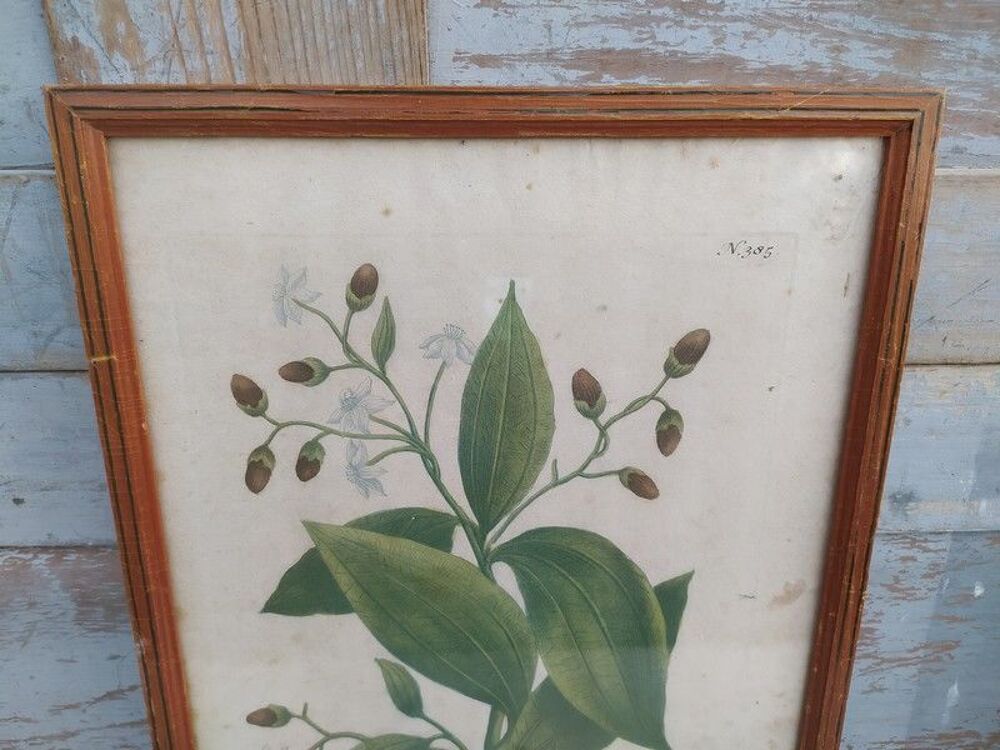 Cinamomum Cannelle Gravure Johann Wilhelm Weinmann XVIIIe 