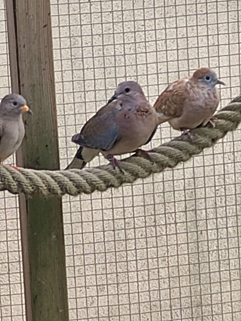   tourterelles maillée ( senegalensis) 