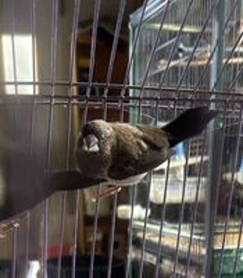   Moineau du Japon  