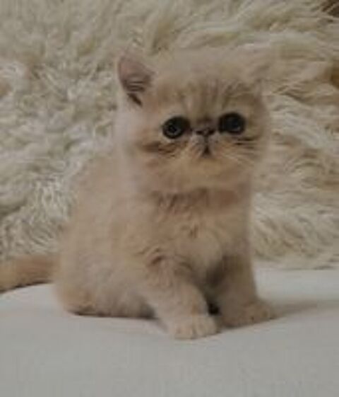   A réserver EXOTIC SHORTHAIR - Mâle, LOOF ,crème 