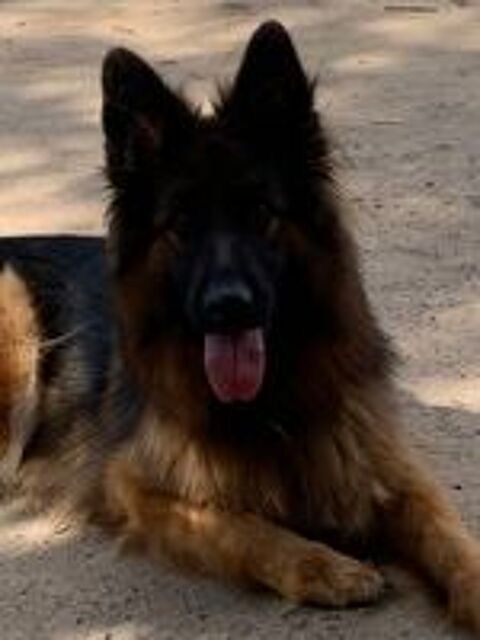   BERGER ALLEMAND POIL LONG  