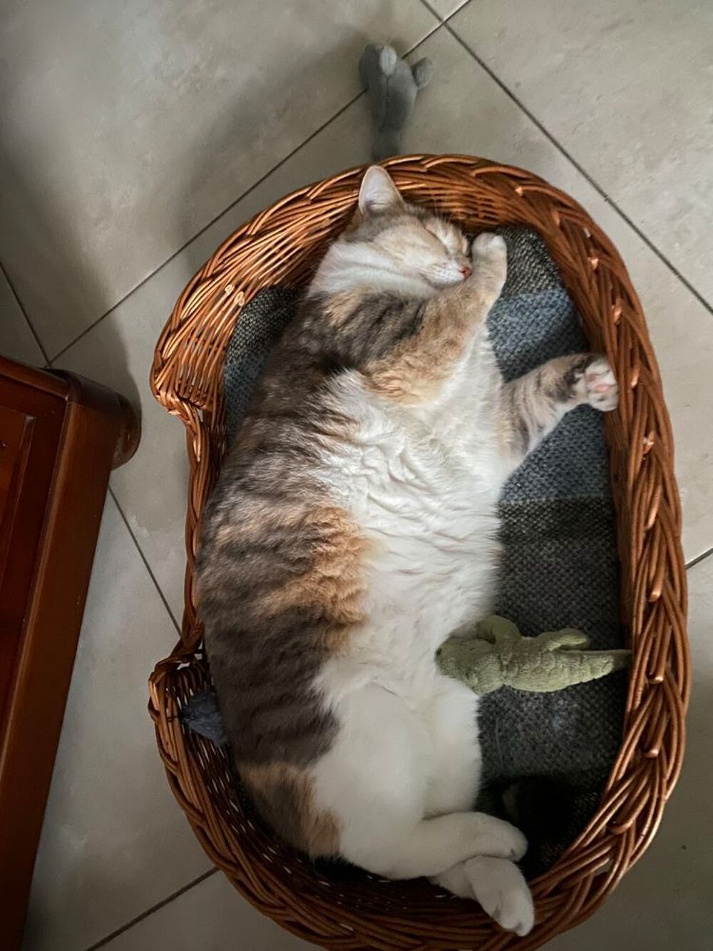   GARDE CHAT 