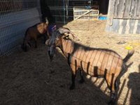   CHARDONX, adorable bouc nain  l'adoption 