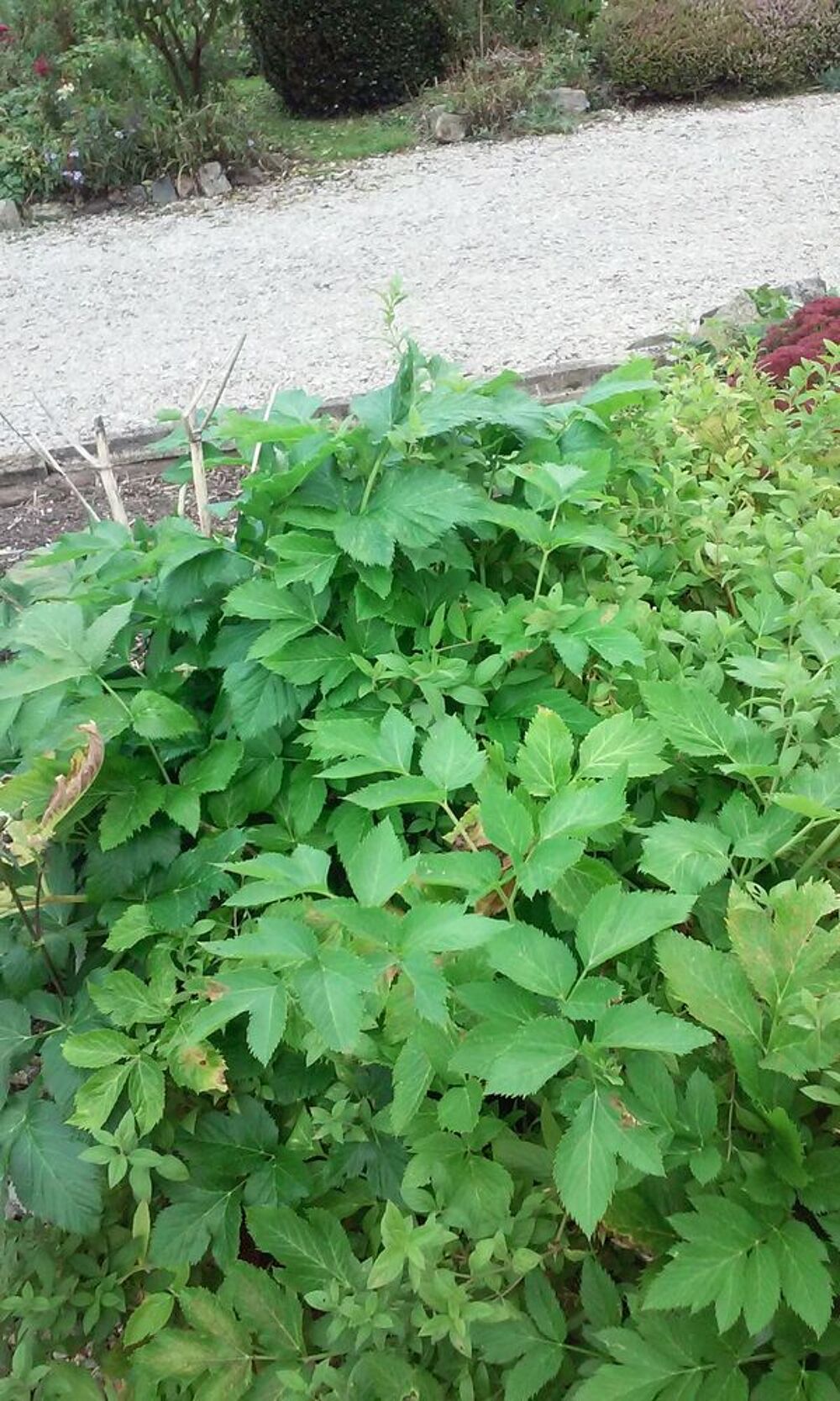ANGELIQUE2023 : racines,graines, tiges,feuilles &agrave; confire Jardin