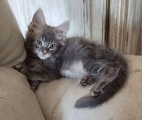   Maine Coon loof  