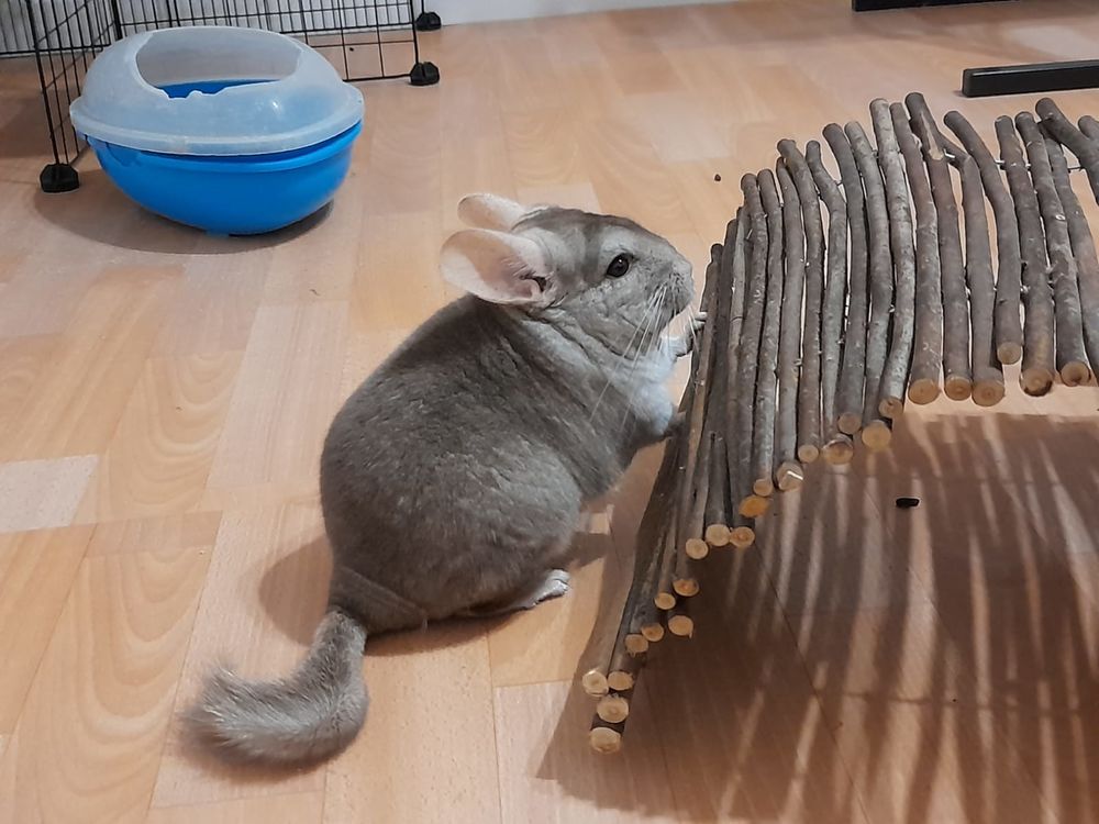   Chinchilla femelle  