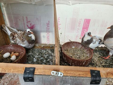 Pigeons europigeon Mirthys 10 47330 Saint-quentin-du-dropt