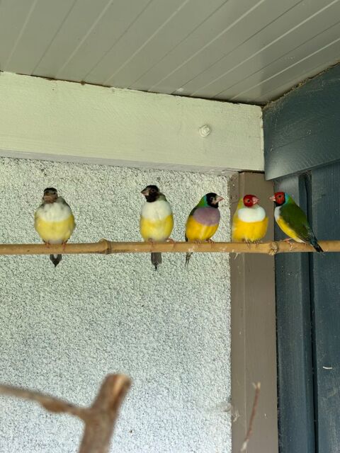 diamants de gould 50 31380 Montastruc-la-conseillre