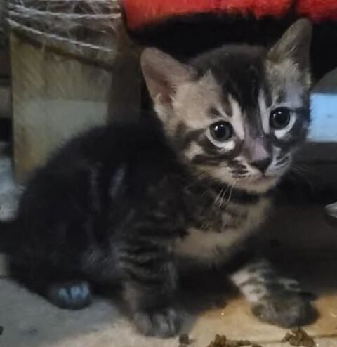 Chaton bengal 790 59250 Halluin