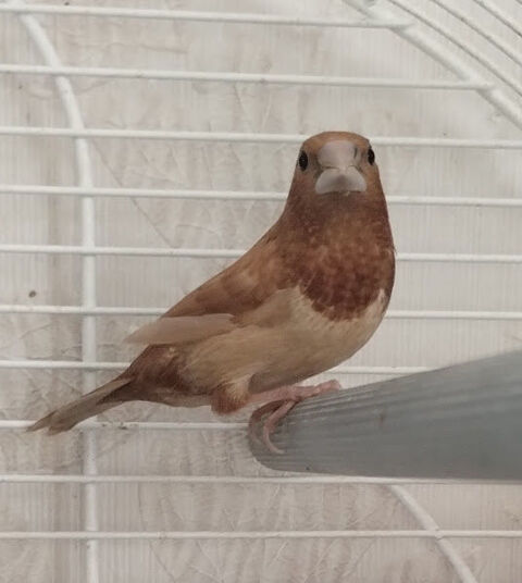 oiseaux 3 56380 Porcaro