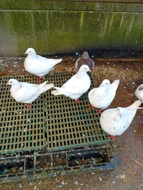 pigeons texan nés en 2025. 20 18100 Vierzon