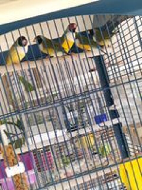   Diamant de gould  