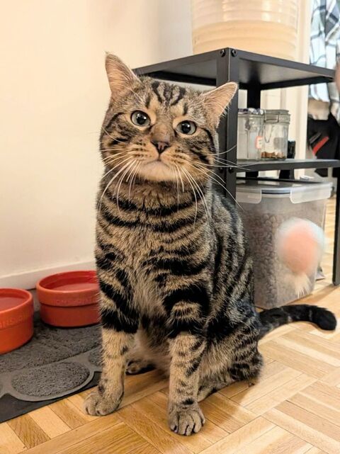 Tigrou, douce boule d'amour de 13 mois qui n'attend que vous ! 180 75020 Paris