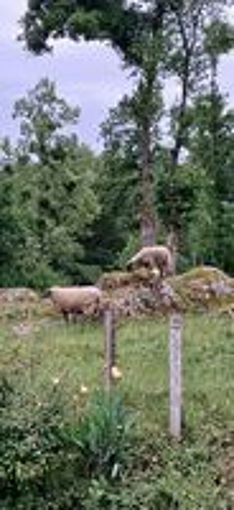   Brebis avec agneau 
