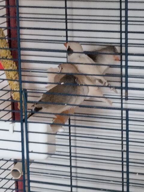 LOT DE 5 OISEAUX MANDARINS 40 47310 Sainte-colombe-en-bruilhois