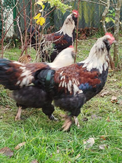 Tr&egrave;s beau COQ race FAVEROLLES 35 22140 Tonqu�dec