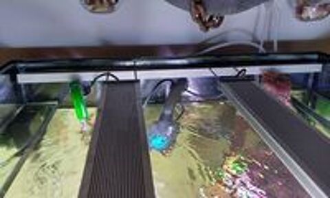   Aquarium defish 