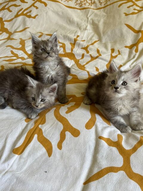 A reserver 3 magnifiques chatons Maine coon 1600 01500 Saint-denis-en-bugey