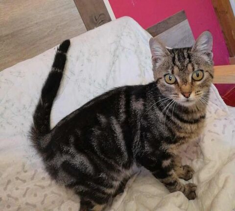 Soko jeune chatte 1 an douce et caline a adopter 130 11000 Carcassonne