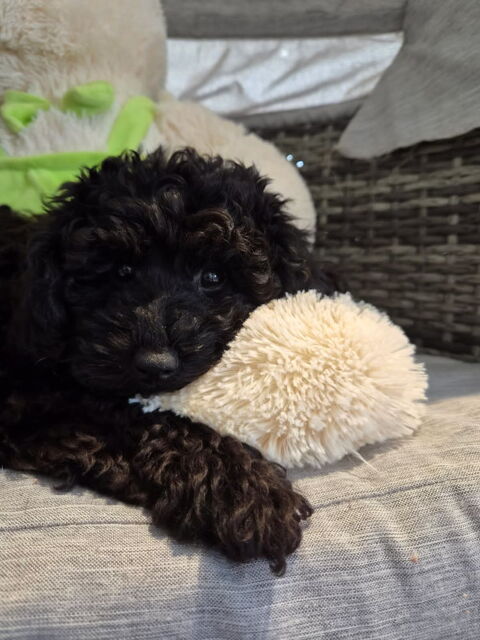  Blacky cherchent une famille 900 68740 Blodelsheim