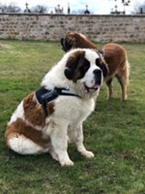   Saint Bernard Disponible pour saillie LOF  