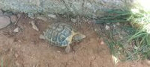   Tortues 3 /5 ans  