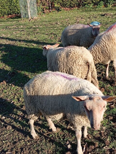 3 agneaux m&acirc;les de 11 mois et 1 agnelle 10 mois 250 14410 Presles