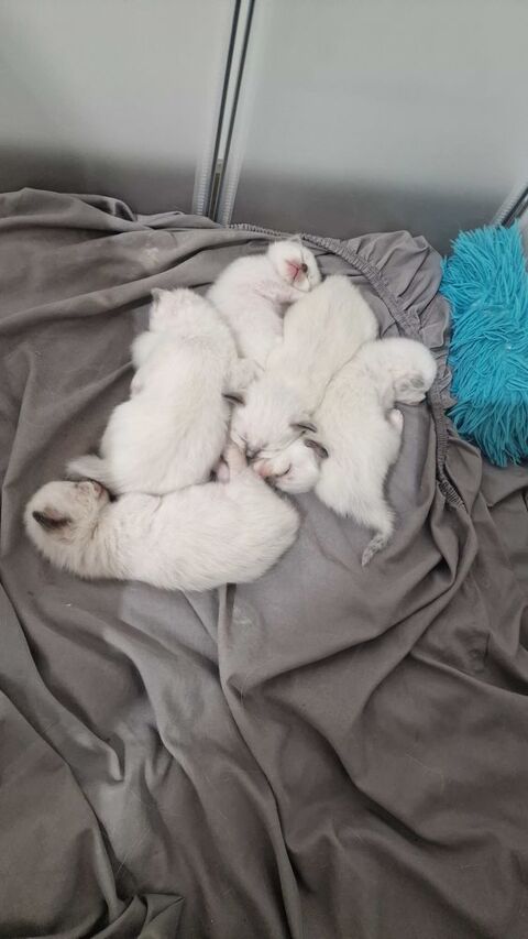 5 Chatons type Sacr&eacute;e de Birmanie 600 45380 Chaingy