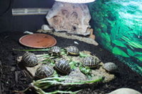   Bébés tortues de terre 