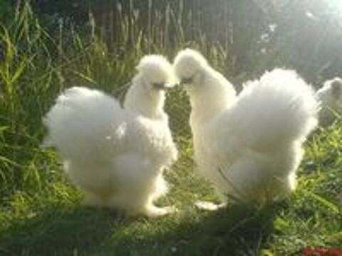   Poules d'ornements 