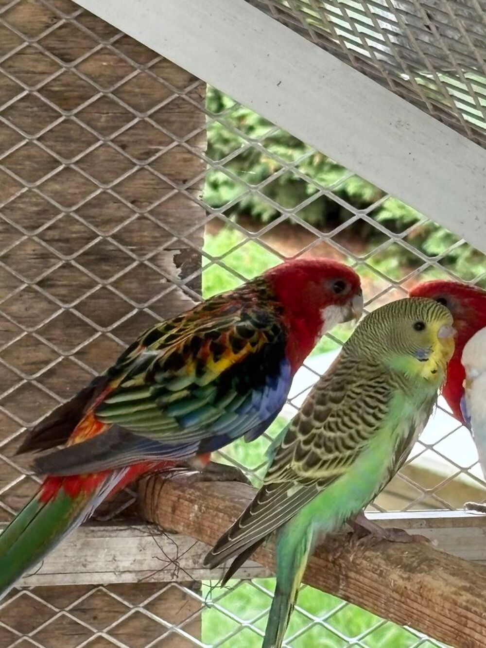   Couple omnicolore opaline 