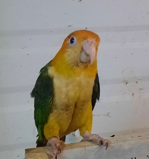 Perroquet Caique &agrave; T&ecirc;te Orange EAM 500 82710 Bressols