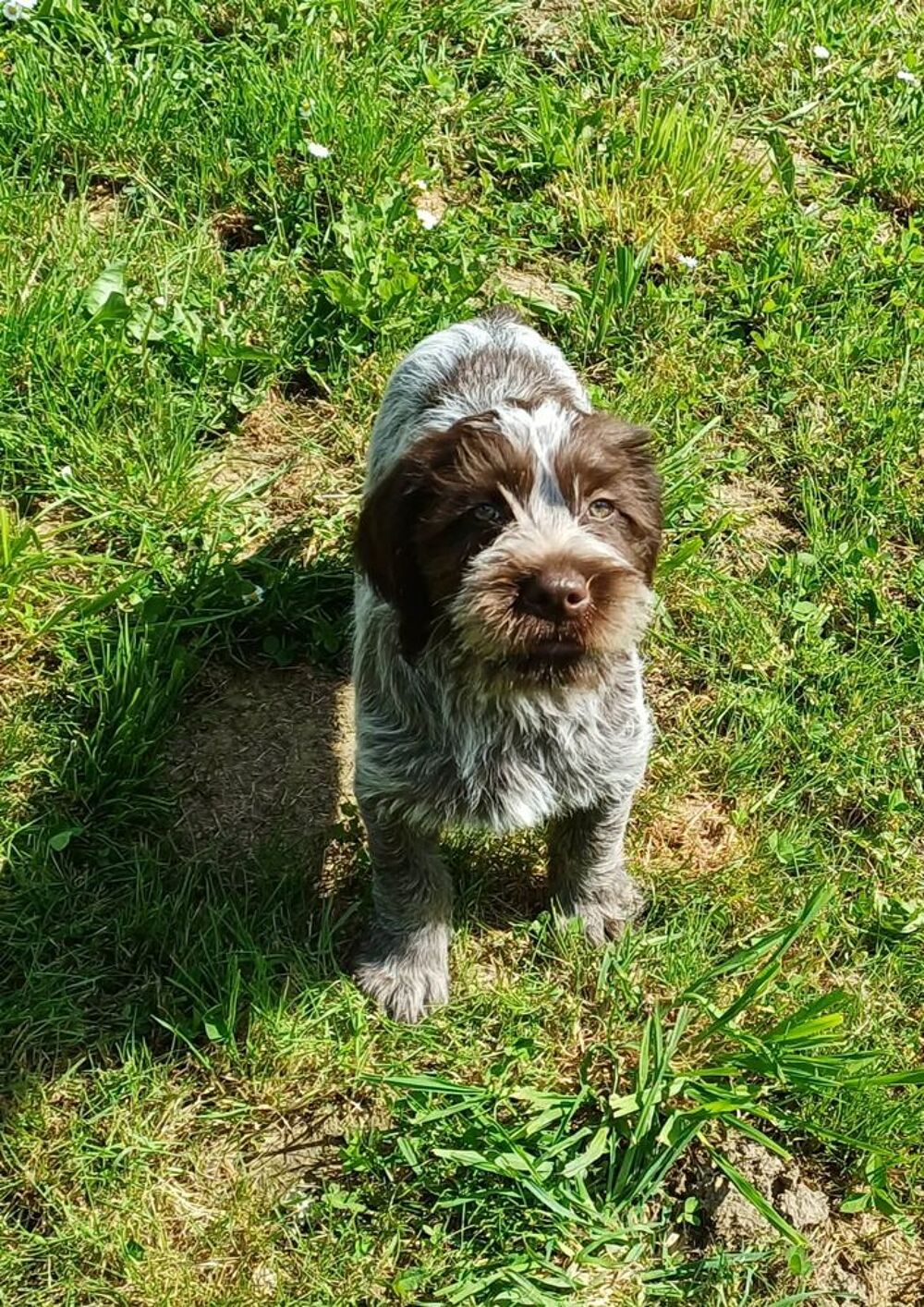   chiots Griffon Korthals 