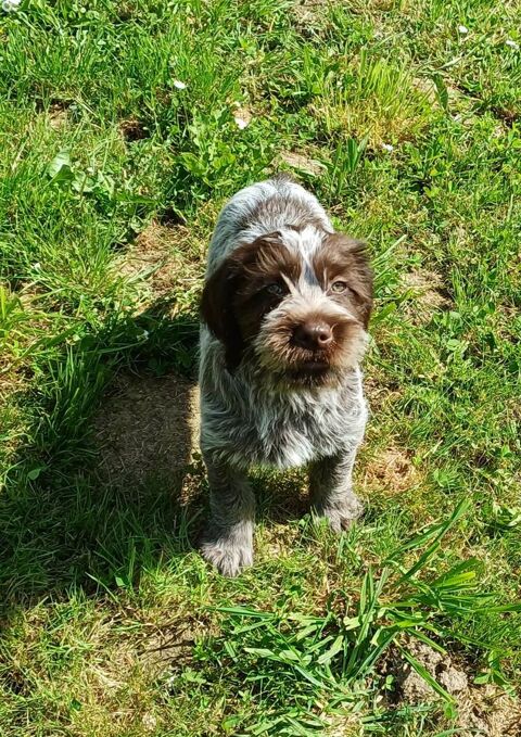 chiots Griffon Korthals 600 24360 �touars
