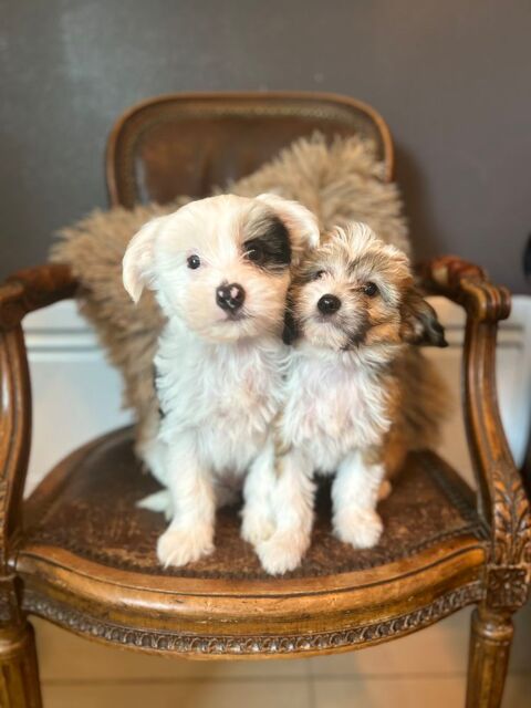 Chiots chien chinois à crête X basset des Alpes 500 14290 Valorbiquet