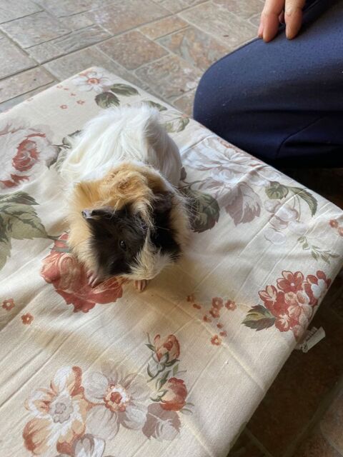 Cochon d'Inde m&acirc;le 15 31600 Muret