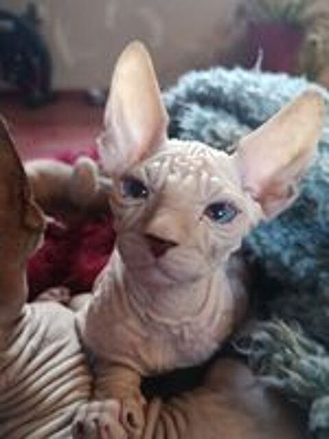   Sphynx Mâle Dispo de suite 