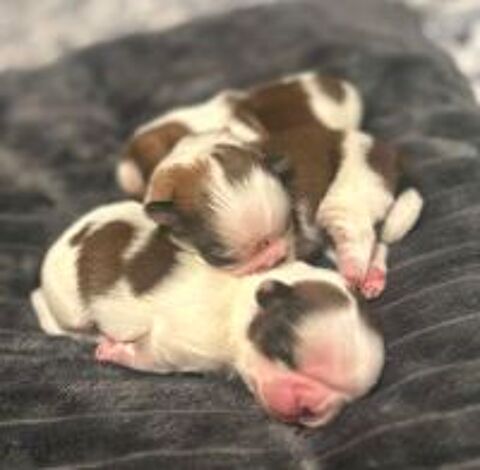   Adorables chiots Shih Tzu. 