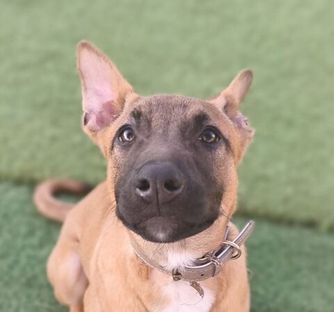 KEVIN 270 27620 Gasny